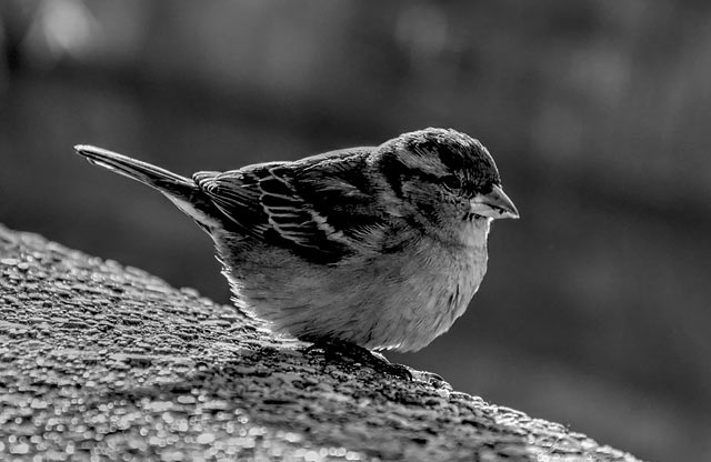 ptiči; fotografija #19