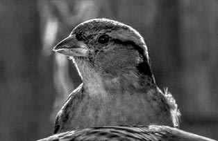 ptiči; fotografija #18