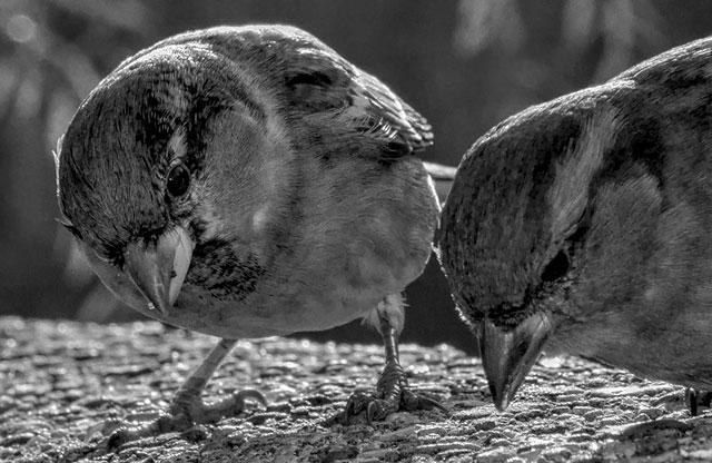 ptiči; fotografija #17