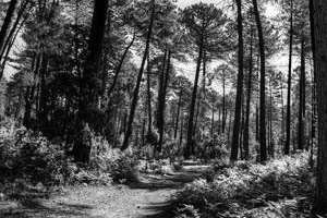 hosta; fotografija #06