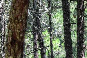 gozd; fotografija narava #25