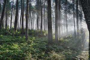 gozd; fotografija narava #21