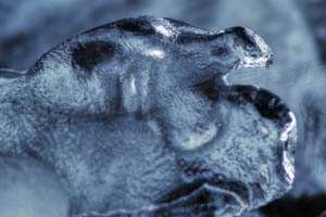 led; fotografija narava #11