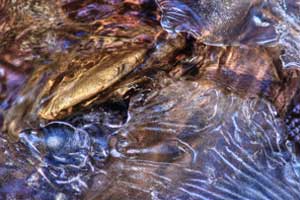 led; fotografija narava #15