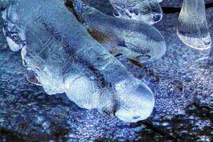 led; fotografija narava #14